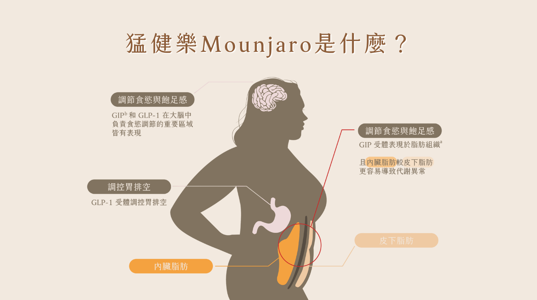 猛健樂,Mounjaro ,GLP‑1,GIP,減重,賦真妍
