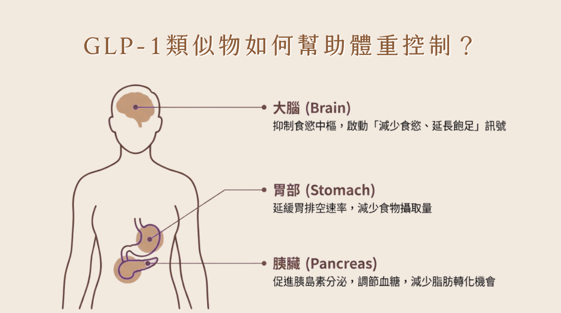 GLP-1,體重控制,賦真妍