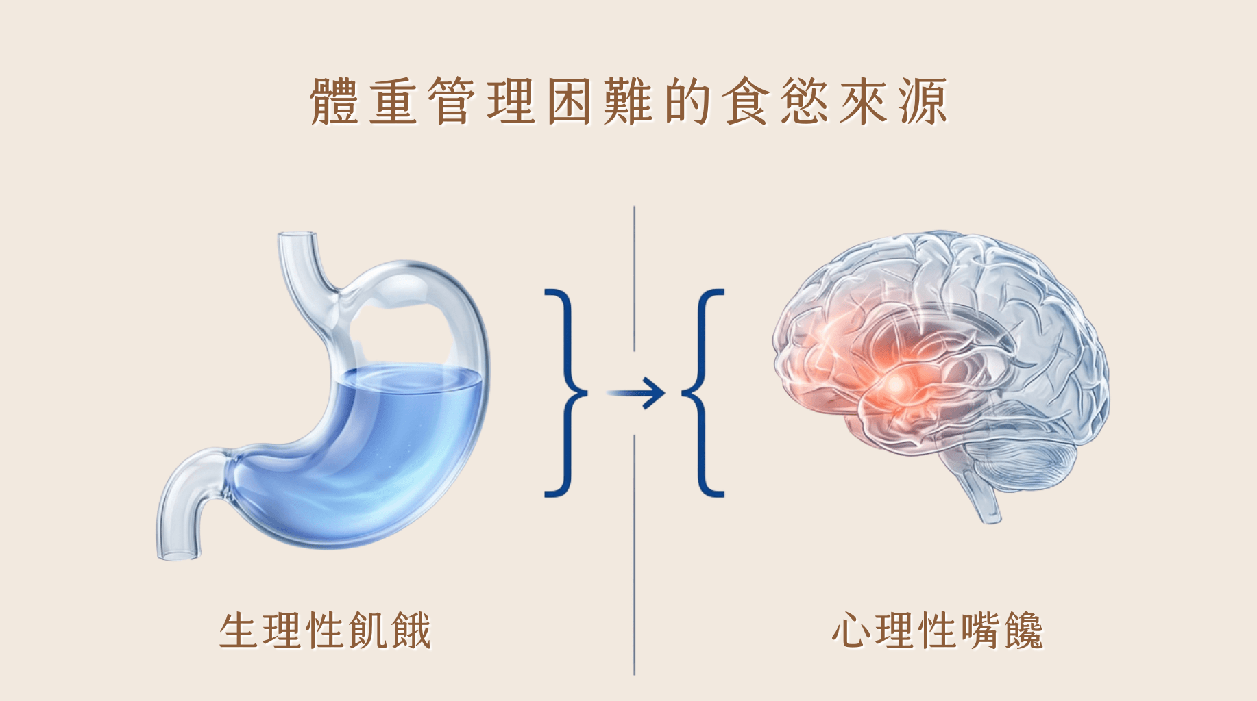 康纖芙是什麼,食慾開關,賦真妍,減肥,減重